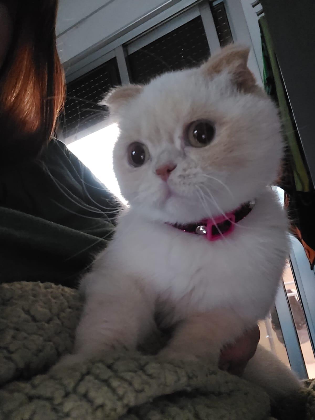 Cat at Paws Haven Lebanon cat boarding