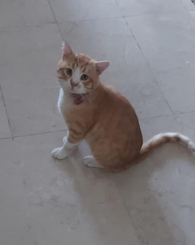 Cat at Paws Haven Lebanon cat boarding