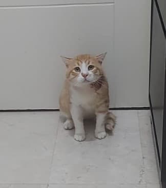 Cat at Paws Haven Lebanon cat boarding